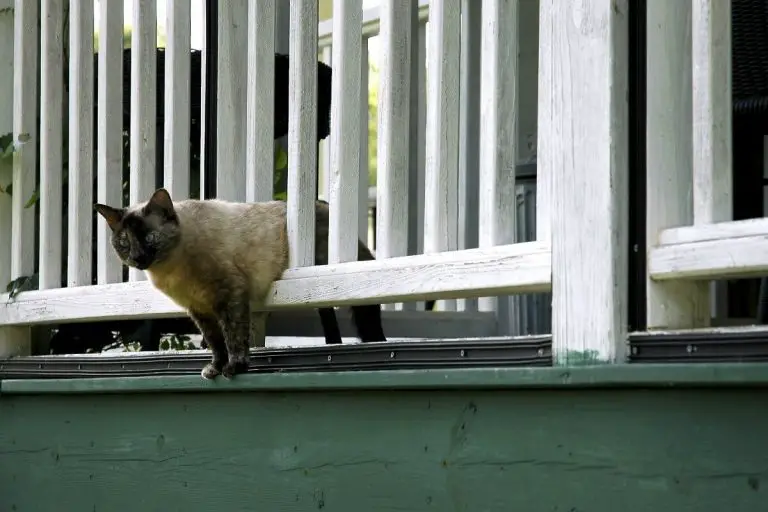 How To Keep Stray Cats Off Your Porch (6 Clever Ways) MaterialSix