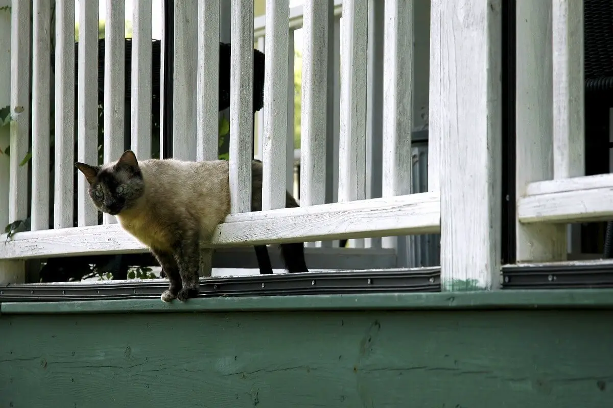 How to Keep Stray Cats off Your Porch