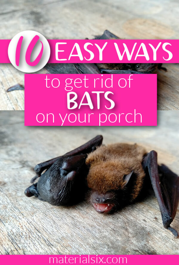 how to get rid of bats on my porch (2) (1)
