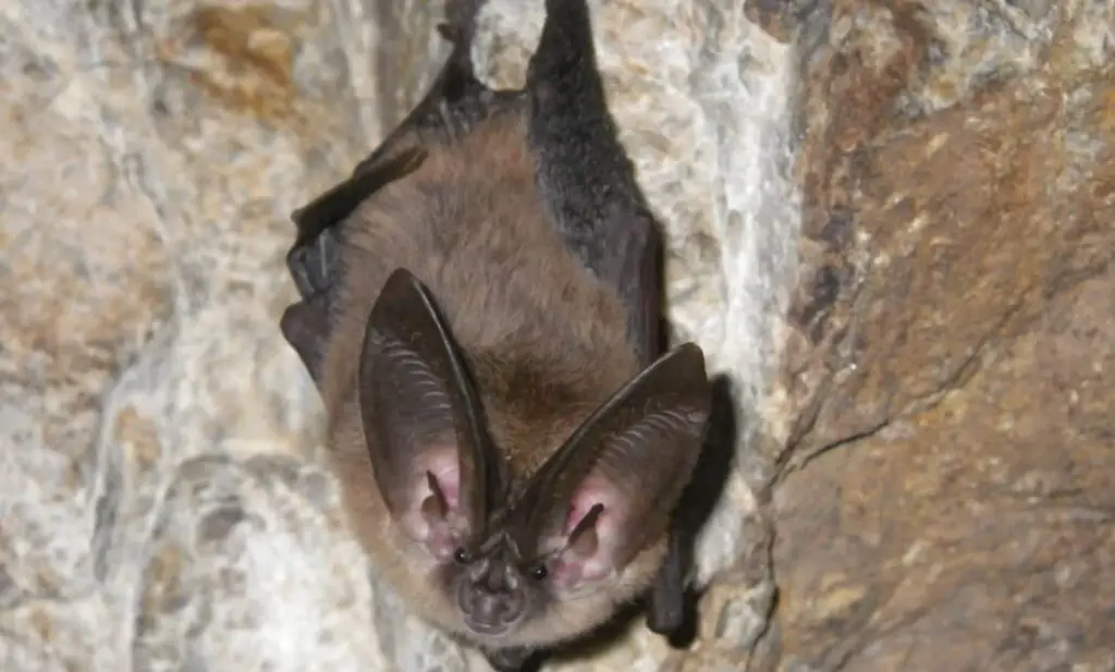 10 Easy Ways to Keep Bats Away From Your Porch MaterialSix