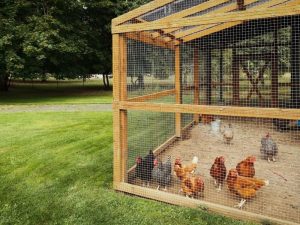 How to turn a shed into a chicken coop