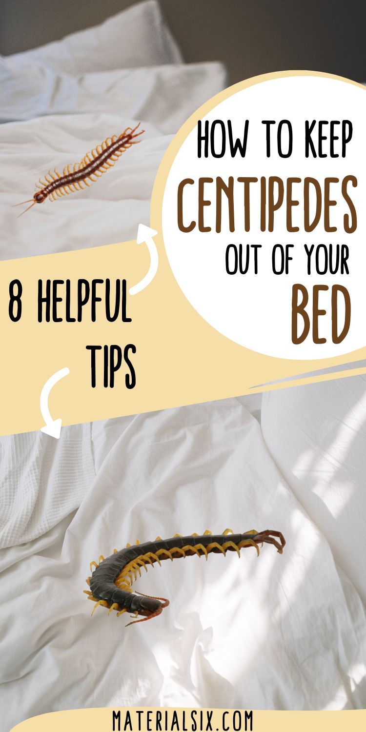 How to Keep Centipedes Out of Your Bed