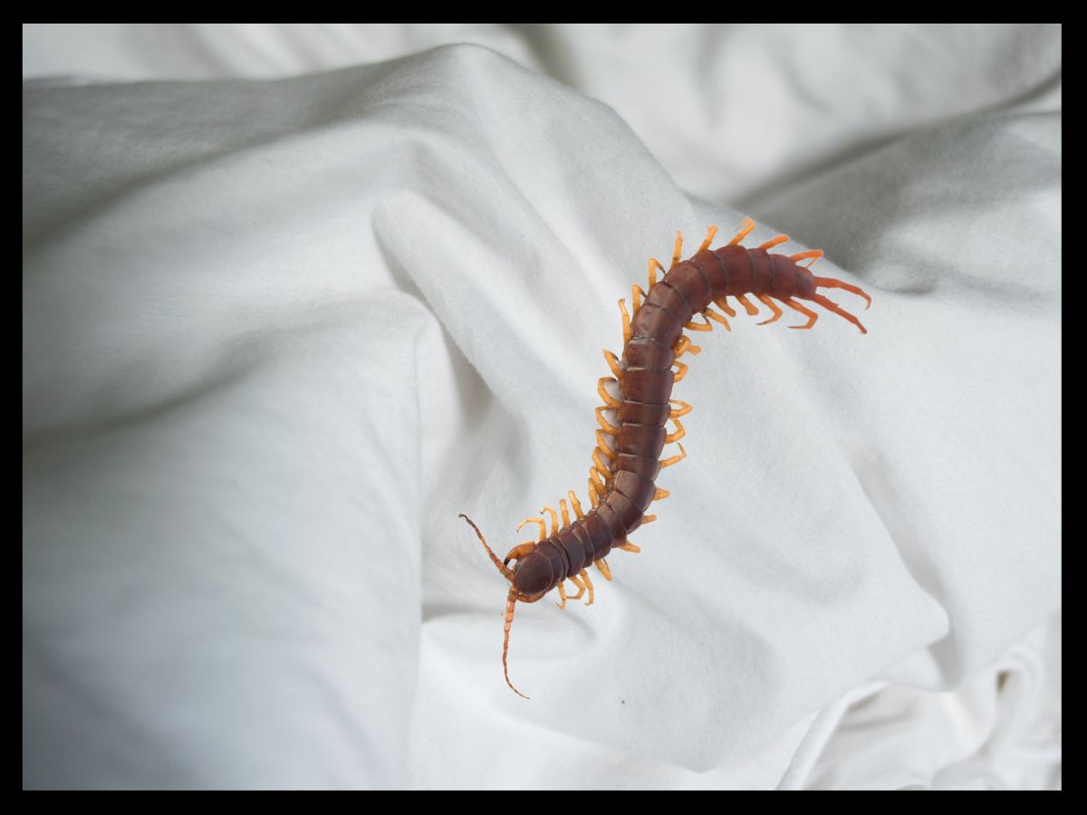 how to keep centipedes out of your bed