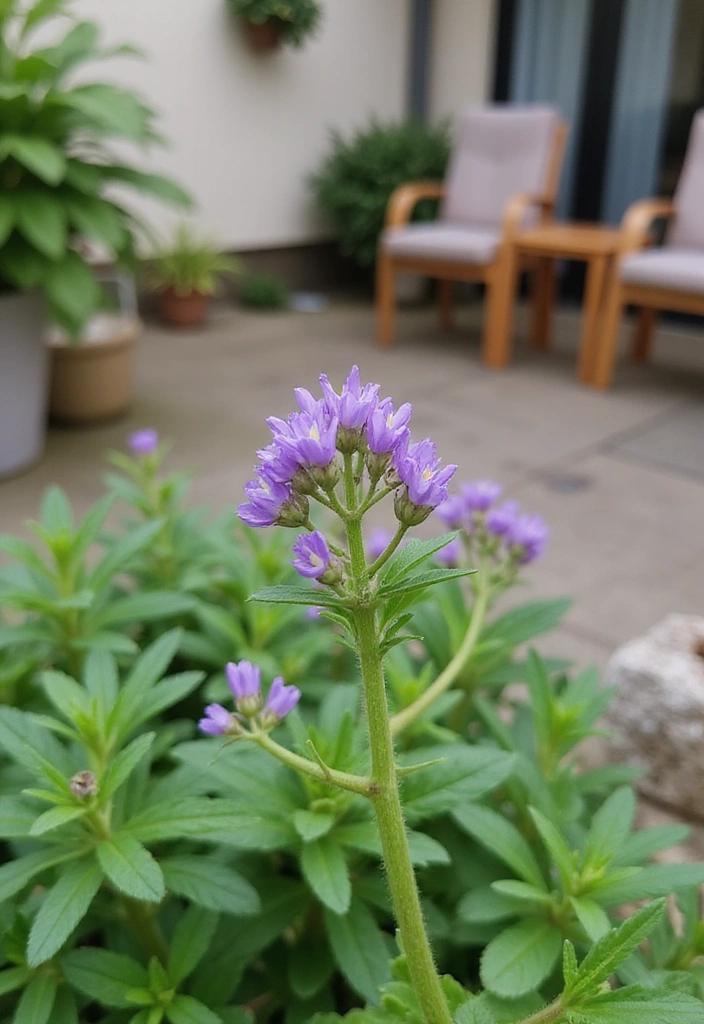 Discover the 12 Best Mosquito Repelling Plants for a Blissfully Bug-Free Summer! - 9. Pennyroyal - The Little Powerhouse