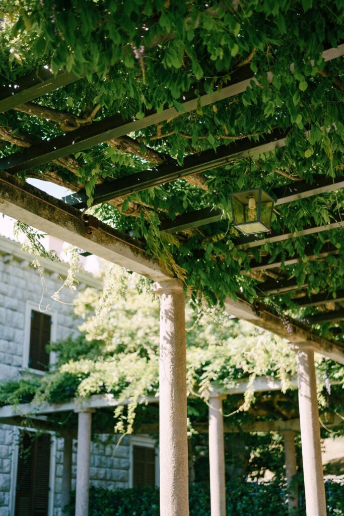 Climbing Vines With Structure